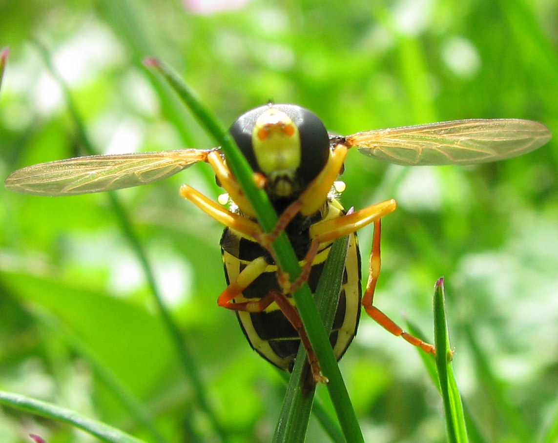 Syrphidae da identificare